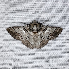 Hypobapta diffundens