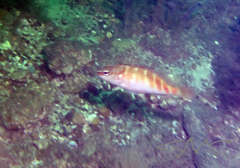 Hypoplectrodes maccullochi