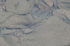 Rhinichthys atratulus