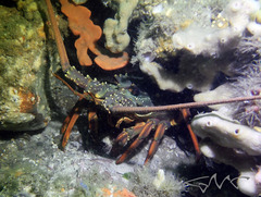Sagmariasus verreauxi
