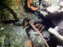 Sagmariasus verreauxi