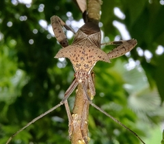 Trematocoris lobipes