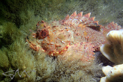 Scorpaena jacksoniensis