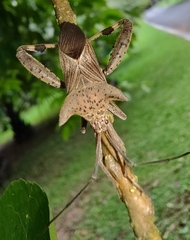 Trematocoris lobipes