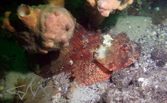 Scorpaena jacksoniensis