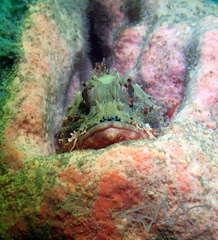 Scorpaena jacksoniensis