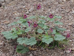 Proboscidea fragrans