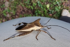 Trematocoris lobipes