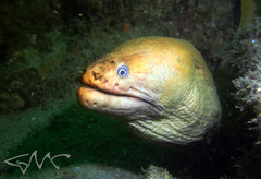 Gymnothorax prasinus