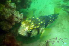 Dicotylichthys punctulatus