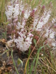 Lachenalia contaminata