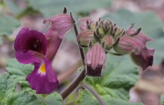 Proboscidea fragrans