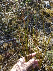 Machaerina teretifolia