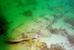 Platycephalus fuscus