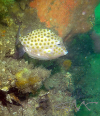 Anoplocapros inermis