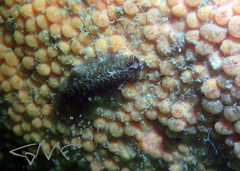 Thysanozoon brocchii