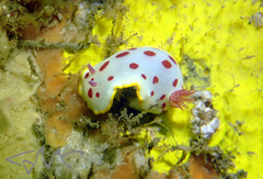 Goniobranchus splendidus