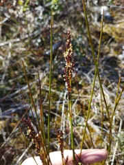 Machaerina teretifolia