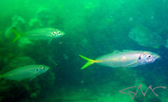 Trachurus novaezelandiae