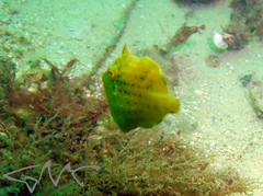 Brachaluteres jacksonianus