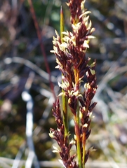 Machaerina teretifolia