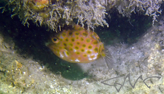 Anoplocapros inermis