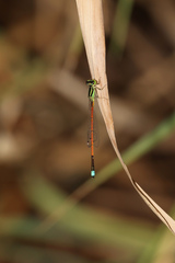 Ischnura aurora