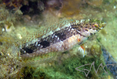 Eupetrichthys angustipes