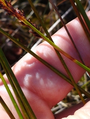 Machaerina teretifolia