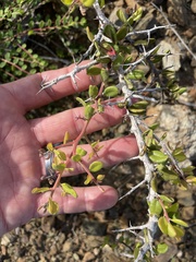 Castela peninsularis