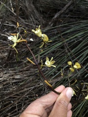 Erythrorchis cassythoides