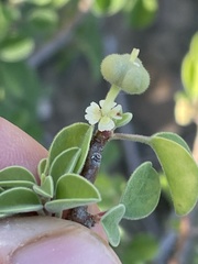 Euphorbia misera