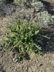 Euphorbia misera