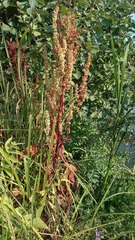 Rumex aquaticus