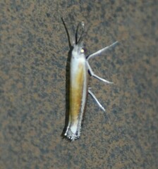 Ypsolopha gerdanella