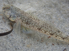 Favonigobius