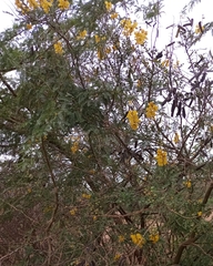 Senna didymobotrya