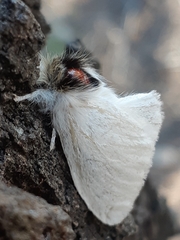 Trichiocercus sparshalli