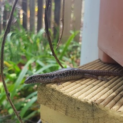 Concinnia tenuis