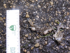 Lithobates brownorum