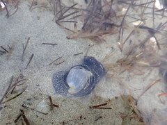 Papawera zelandiae