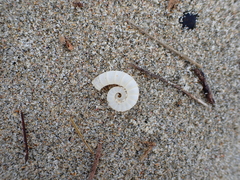 Spirula spirula
