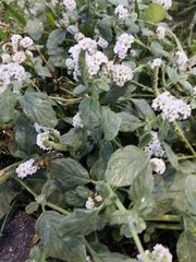 Heliotropium europaeum
