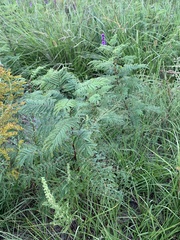 Acaciella angustissima