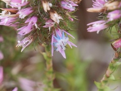 Andersonia caerulea