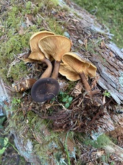 Hygrophoropsis rufa