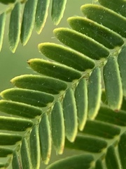 Acaciella angustissima