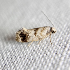Bathrosterra calotropha