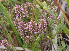 Andersonia caerulea