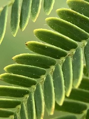 Acaciella angustissima